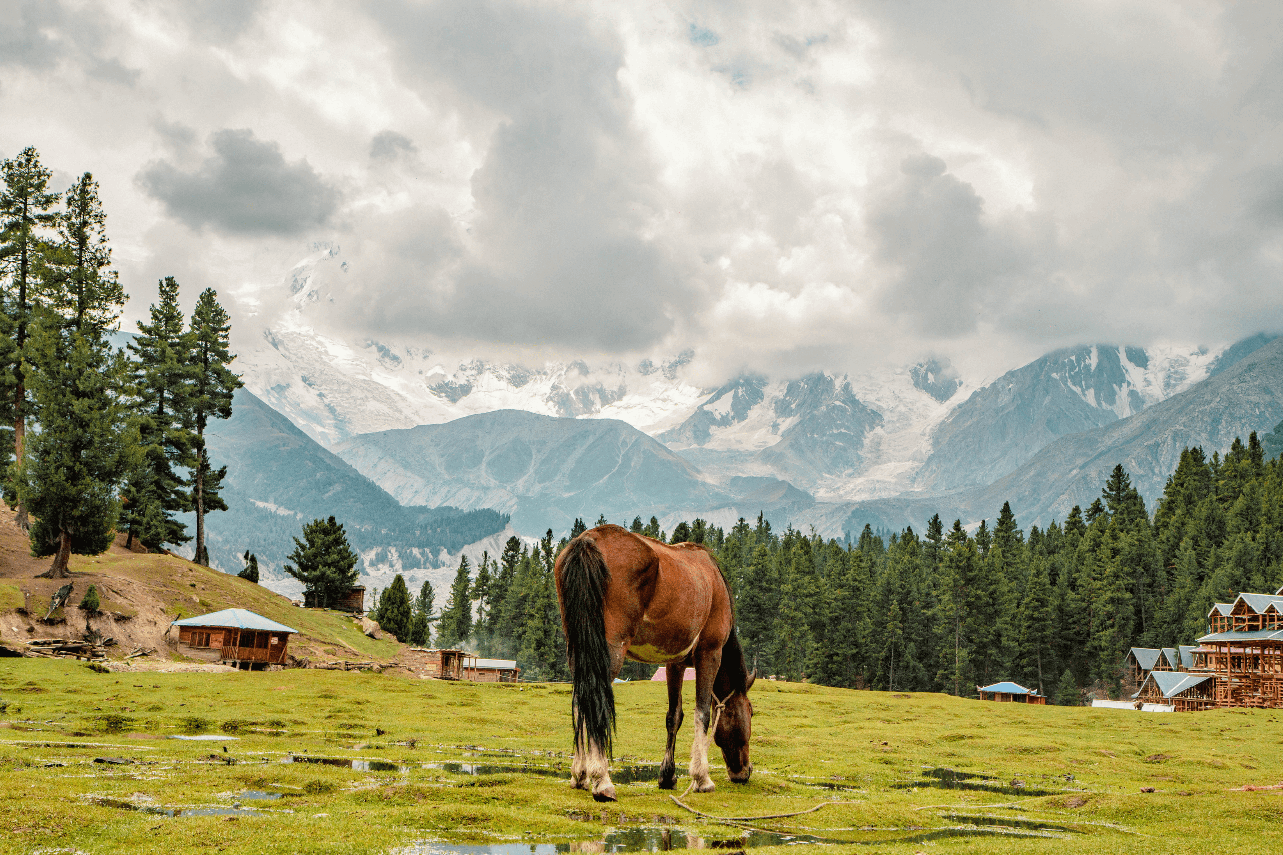 Horse Grazing at Fairy Meadows
